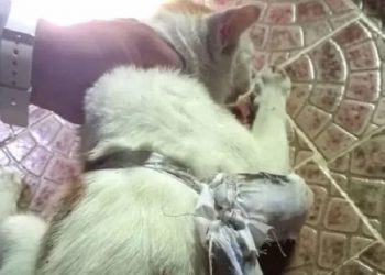 Drogue: Interpellation d&rsquo;un chat pour trafic de drogue près d’une prison Photo