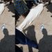 Togo: Un policier pris à parti par des jeunes en colère Explication