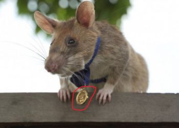 La vidéo d&rsquo;un rat africain décoré au Cambodge fait le tour du monde