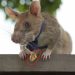 La vidéo d&rsquo;un rat africain décoré au Cambodge fait le tour du monde