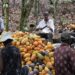 Le Togo enregistre une baisse dans la production et la commercialisation du Café-cacao