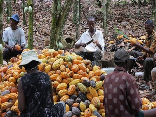 Le Togo enregistre une baisse dans la production et la commercialisation du Café-cacao