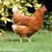  Un homme condamné pour avoir trompé sa femme… avec une poule !