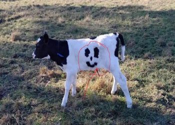 Australie: Le veau né avec des taches en forme de visage souriant adopté par un couple (Photo)