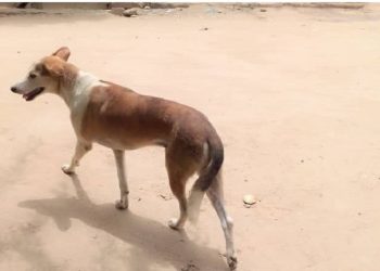 Santé: La consommation de la viande de chien est déconseillée