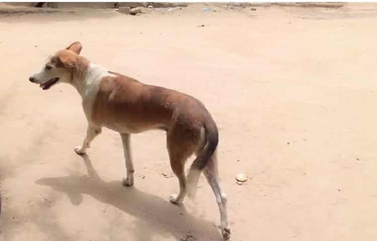 Santé: La consommation de la viande de chien est déconseillée