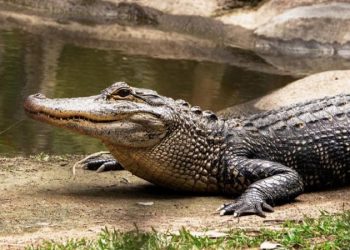 Au Cambodge, 40 crocodiles dévorent un homme après avoir chuté dans leur enclos