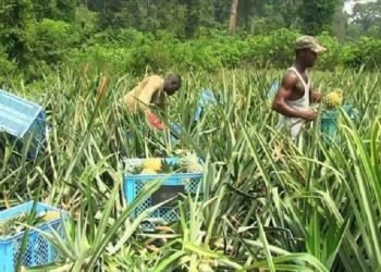 Le Togo annonce une bonne nouvelle pour la filière ananas