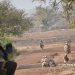 Burkina Faso:Des binômes de terroristes sur une centaine de motos tués
