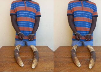 Arrestation à Lomé, d&rsquo;un fonctionnaire d&rsquo;état burkinabè avec deux défenses d&rsquo;éléphants