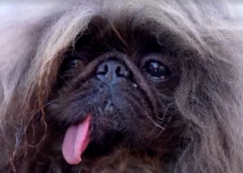 Concours du chien le plus laid au monde: Wild Thang, un Pékinois de 8 ans sacré (Photo)