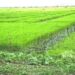 Zaap :La population togolaise rurale vit de la terre