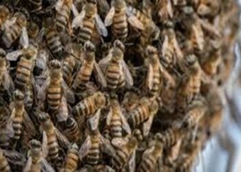 Bénin: Des abeilles chassent préfet, maire, députés et conseillers communaux en pleine réunion (vidéo)