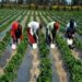 La BAD accorde un financement aux agriculteurs de 3 pays dont le Togo