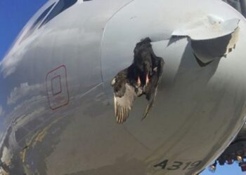 Tanger-Londres: un Airbus d&rsquo;Air Arabia percute un oiseau (photo)