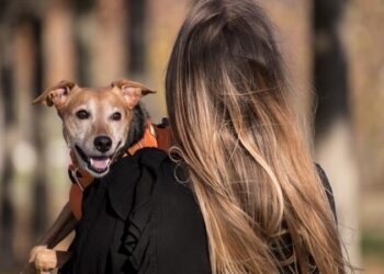 Voici le calendrier des lettres pour appeler son chien ou son chat jusqu’en 2034