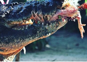 Cassius, le plus grand crocodile en captivité au monde, est mort