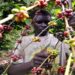 Togo: de grandes ambitions pour la filière café et ses producteurs