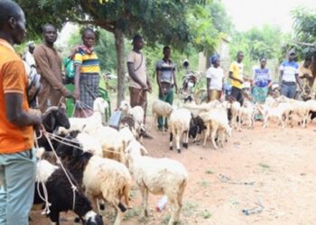 Un soutien consistant et constant offert aux éleveurs togolais
